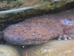 Mengenal Salamander Raksasa, Amfibi Terbesar Dunia Seangkatan Dinosaurus