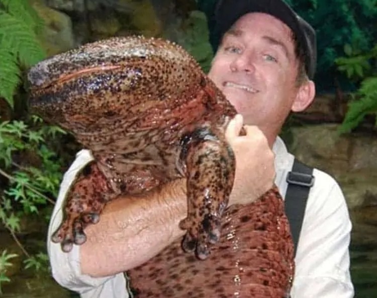 salamander raksasa