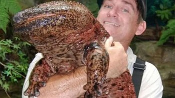 Hewan ini adalah giant salamander atau salamander raksasa. Wujudnya terlihat seperti persilangan antara katak dan kadal. Sesuai namanya, ukuran hewan ini jauh lebih besar dari salamander biasa. Foto: ZME Science