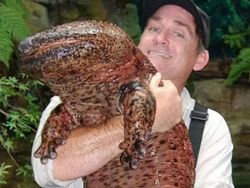 Mengenal Salamander Raksasa, Amfibi Terbesar Dunia Seangkatan Dinosaurus