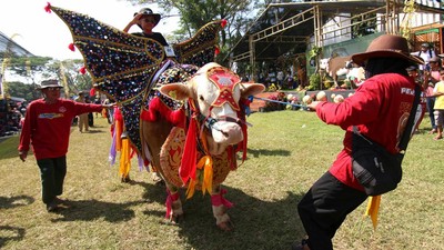 Kontes Hewan Ternak Banyuwangi, Sapi-Domba Dandan Buat Jadi yang Terbaik
