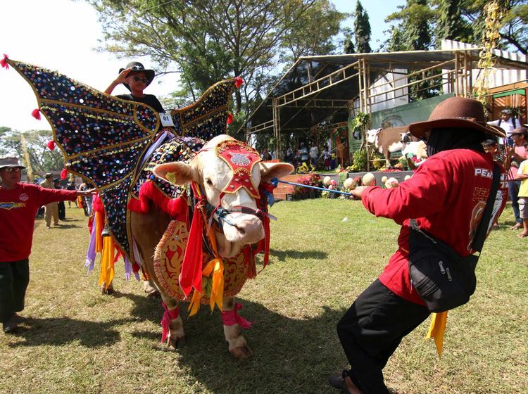 Kontes Hewan Ternak Banyuwangi, Sapi-Domba Dandan Buat Jadi yang Terbaik