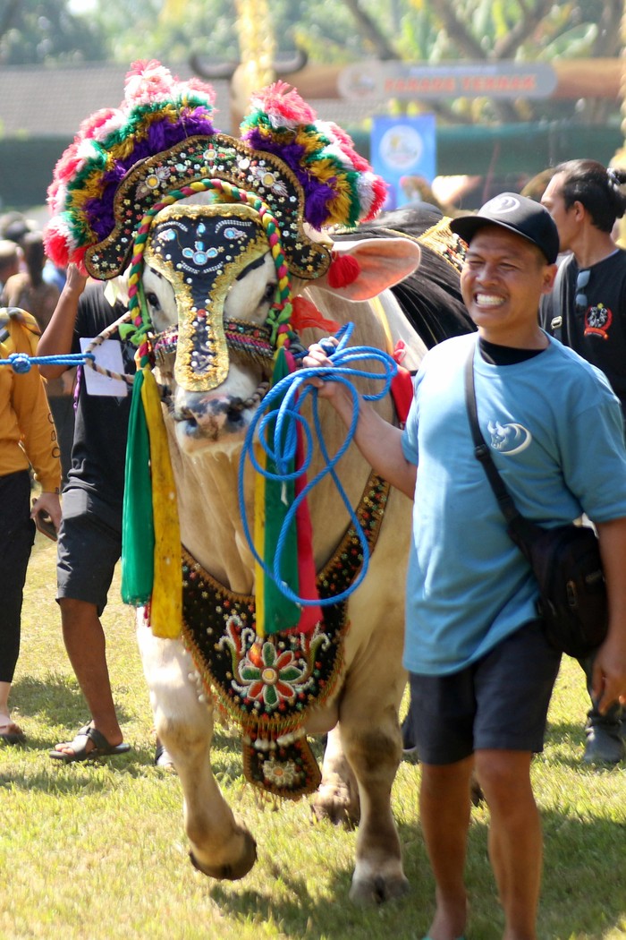 Peserta mengarak sapi pada acara Banyuwangi  Livestock Contest di Lapangan Kedayunan, Banyuwangi, Jawa Timur, Selasa (20/6/2023). Dinas Pertanian dan Pangan Banyuwangi menggelar acara tersebut selain memotivasi kalangan milenial untuk terjun menggeluti bisnis bidang peternakan juga sebagai ajang pemasaran hewan kurban jelang Hari Raya Idul Adha 1444 H. ANTARA FOTO/Budi Candra Setya/foc.