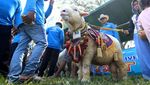 Kontes Hewan Ternak Banyuwangi, Sapi-Domba Dandan Buat Jadi yang Terbaik
