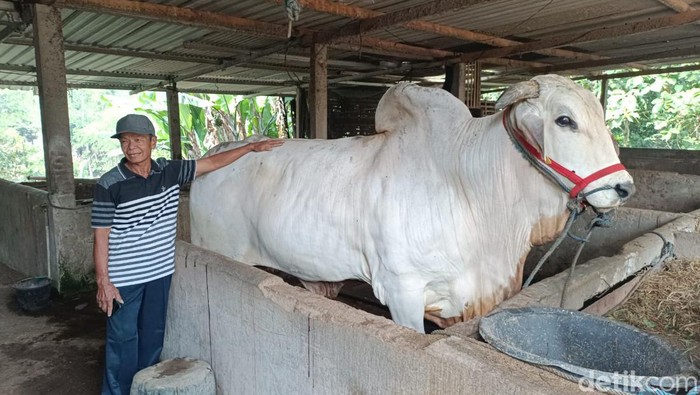 Kasno saat berfoto dengan sapi jenis PO di Desa Doplang, Kecamatan Karangpandan, Karanganyar