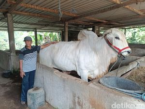 Kasno Sambat Sapinya Cacat Usai Batal Dibeli Jokowi, Dispertan Sebut Keseleo