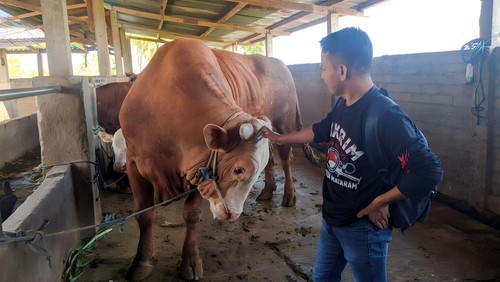 Sapi kurban milik Presiden Joko Widodo yang disumbang ke Lombok, Nusa Tenggara Barat.
