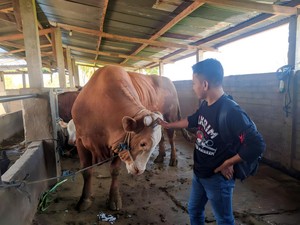 Jokowi Beli Sapi Rp 135 Juta Berbobot 1 Ton untuk Kurban di NTB