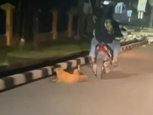 Pemotor yang Seret Anjing Diburu Lewat Sayembara Berhadiah Rp 15 Juta