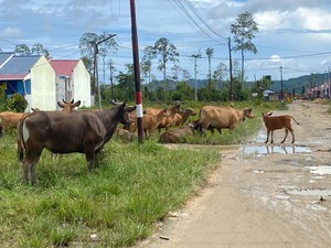 Jelang Idul Adha, Pemprov PBD Pastikan 42 Ribu Sapi Bebas Penyakit