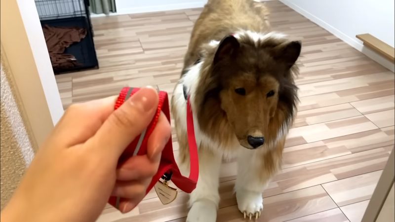 Toco manusia cosplay anjing. Toco manusia cosplay anjing.