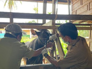 Jelang Idul Adha, Pemkab Luwu Pastikan Hewan Kurban Sehat-Surplus