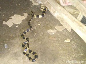 Hii! Sepasang Ular Welang Kawin Nongol Dekat Kamar Mandi di Klaten