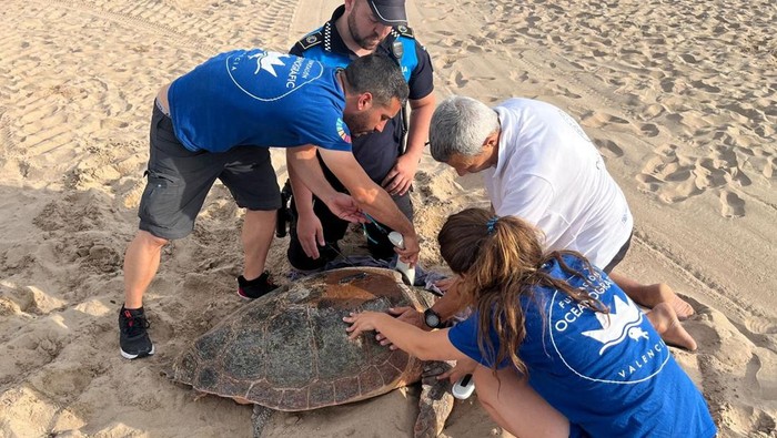 Ilmuwan Spanyol Selamatkan Telur Penyu Tempayan yang Terancam Punah A member of the University of Valencia places inside a portable fridge one of the eggs laid by a loggerhead turtle the previous morning, on the shore at the Nord beach, in front of the Mediterranean Sea in Gandia, near Valencia Spain June 19, 2023. Oceanographic Foundation of Valencia/Handout via REUTERS NO RESALES. NO ARCHIVES THIS IMAGE HAS BEEN SUPPLIED BY A THIRD PARTY