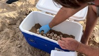 Seorang anggota Universitas Valencia menyelamatkan telur penyu tempayan yang hampir punah, dari pantai Mediterania di Gandia, dekat Valencia Spanyol, Senin (19/6/2023). Spesies itu bergerak ke arah barat dalam perluasan habitat yang menurut beberapa ilmuwan dapat disebabkan oleh perubahan iklim. Kura-kura pertama bertelur 80 telur di Denia dan penyu kedua bertelur 62 telur lagi di Gandia , keduanya di wilayah Valencia selama dua hari terakhir, kata Valencian Oceanografic Foundation.
