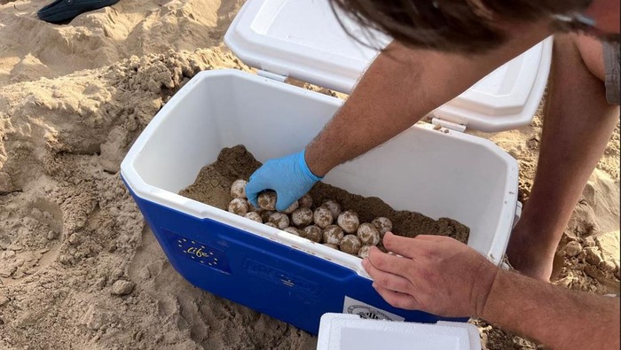 Ilmuwan Spanyol Selamatkan Telur Penyu Tempayan yang Terancam Punah A member of the University of Valencia places inside a portable fridge one of the eggs laid by a loggerhead turtle the previous morning, on the shore at the Nord beach, in front of the Mediterranean Sea in Gandia, near Valencia Spain June 19, 2023. Oceanographic Foundation of Valencia/Handout via REUTERS NO RESALES. NO ARCHIVES THIS IMAGE HAS BEEN SUPPLIED BY A THIRD PARTY