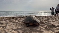 Mereka juga menempatkan beberapa telur di inkubator. Ketika telur menetas penyu akan menjadi bagian dari program untuk meningkatkan kelangsungan hidup mereka. Telur-telur lainnya dibawa ke pantai lindung di Taman Alam Albufera untuk memastikan perlindungan mereka dan untuk menghindari kontak dengan orang yang lewat.