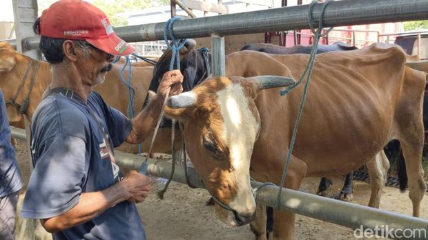 jasa salon sapi keliling Tulungagung