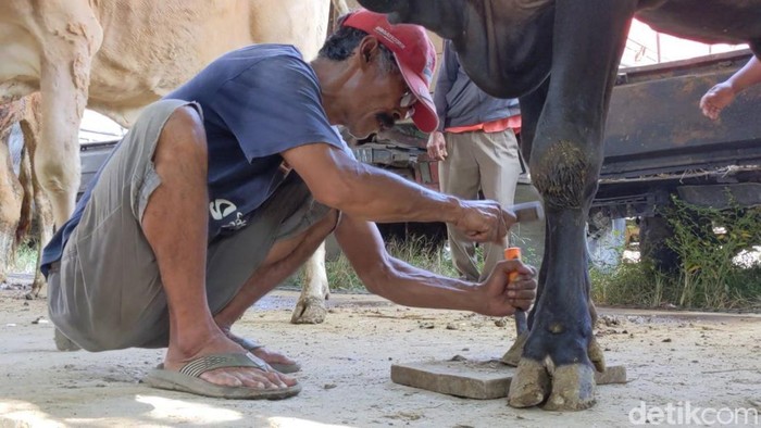 jasa salon sapi keliling Tulungagung