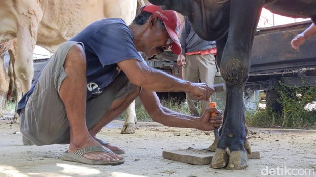 jasa salon sapi keliling Tulungagung