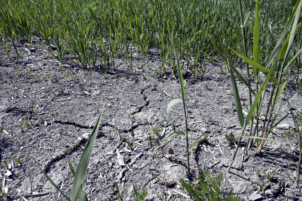Ladang menderita kekeringan di Tuusula, Finlandia selatan, pada 15 Juni 2023. (Jussi Nukari/Lehtikuva via AP)