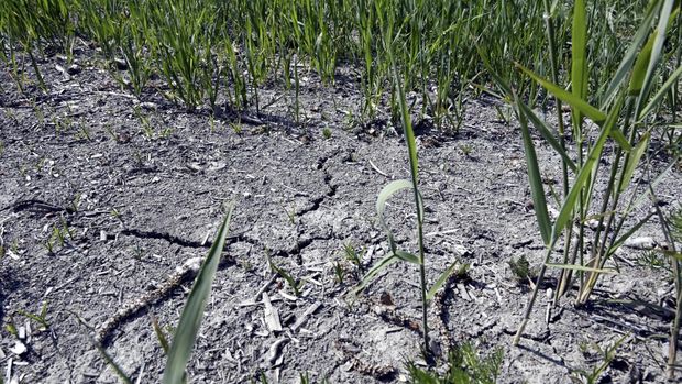 Ladang menderita kekeringan di Tuusula, Finlandia selatan, pada 15 Juni 2023. (Jussi Nukari/Lehtikuva via AP)