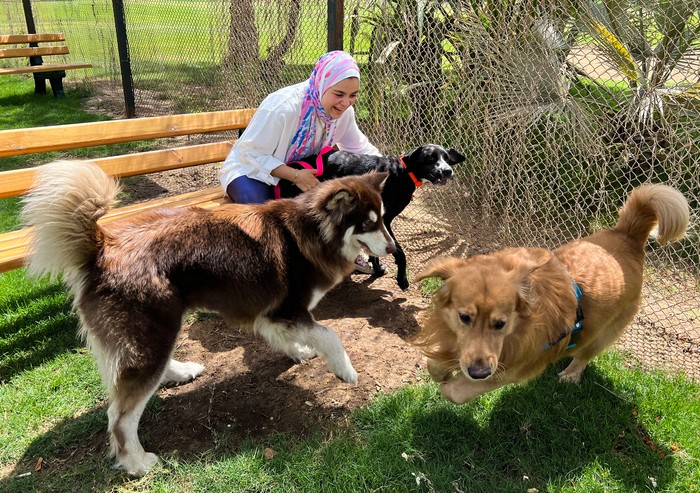 Seif Raafat, owner of German Shephard dog sprays water and plays with them at a garden in Cairo, Egypt, June 16, 2023. Owners of certain dog breeds in Egypt say they are devastated after the government passed a new law banning the ownership of certain breeds of dogs after an accident involving a Rottweiler killing an Egyptian last April. REUTERS/Ahmed Fahmy      TPX IMAGES OF THE DAY