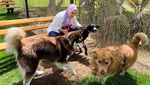 Mesir Rilis Aturan Kontroversial soal Anjing Peliharaan