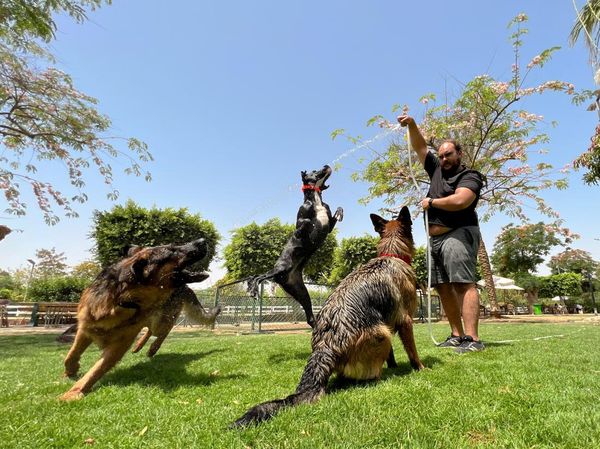 Mesir Rilis Aturan Kontroversial soal Anjing Peliharaan