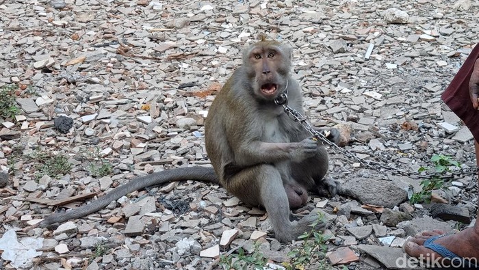 Monyet serang dua anak di Surabaya