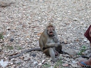 Monyet yang Serang Dua Anak di Surabaya Telah Diamankan