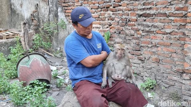 Monyet serang dua anak di Surabaya