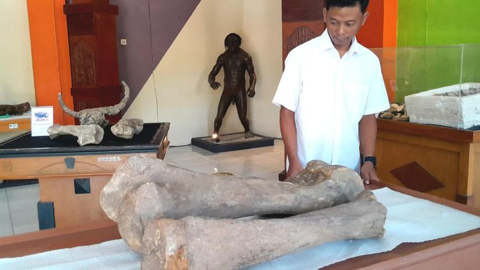 Penampakan tulang paha dan tulang betis gajah purba Stegodon di rumah artefak Blora. Foto diunggah pada Rabu (21/6/2023).