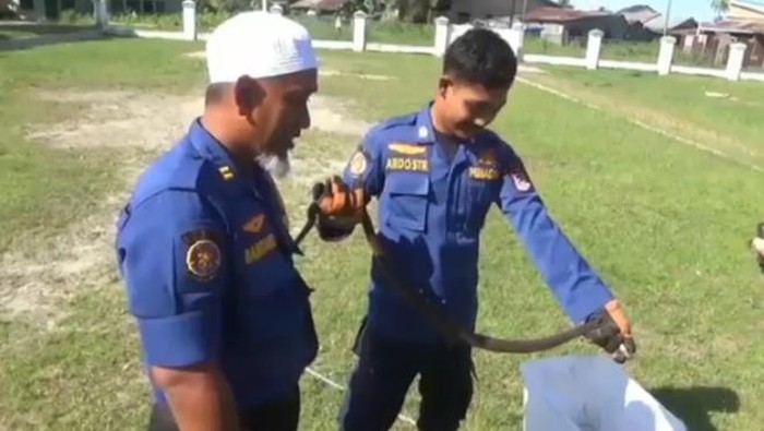 Petugas berhasil mengamankan ular kobra yang bersarang di dalam lemari rumah warga selama sepekan