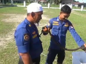 Hiii! Ular Kobra Hampir Sepekan di Lemari Rumah Warga Tanjungbalai