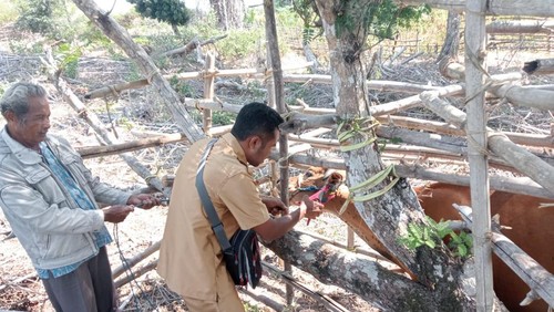 Petugas peternakan saat melakukan vaksinasi dan pemasangan ear tag di Kecamatan Amfoang Barat Laut, Kabupaten Kupang, NTT. (Dok Pemdes Soliu).