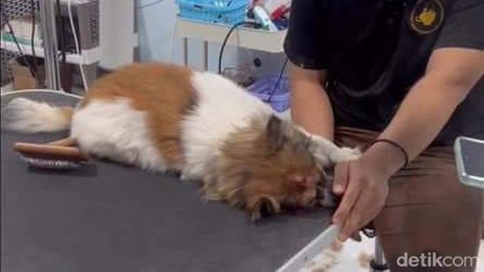 Rekaman CCTV yang menunjukkan seorang karyawan pet shop menyiksa anjing di Batam.