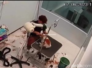 Kronologi Karyawan Pet Shop Siksa Anjing Sampai Mati di Batam