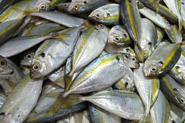 Sandra Dewi Pilih Ikan Makarel untuk Menu Sehari-hari Putranya, Ini Nutrisinya!
