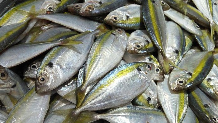 Sandra Dewi Pilih Ikan Kembung untuk Menu Harian Anaknya, Ini Manfaatnya!