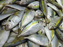 7 Ikan Tinggi Omega 3 Selain Salmon, Murah dan Gampang Didapat!