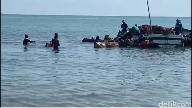 sapi berenang di Bangkalan
