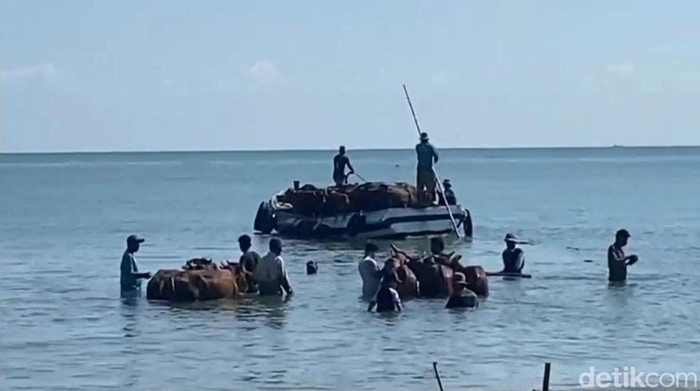 sapi berenang di Bangkalan