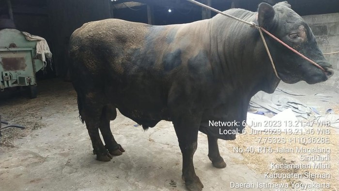 Sapi yang bakal menjadi hewan kurban Presiden Jokowi