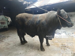 Penampakan 2 Sapi Kurban Pilihan Jokowi di Sleman, Ada yang Beratnya 1 Ton