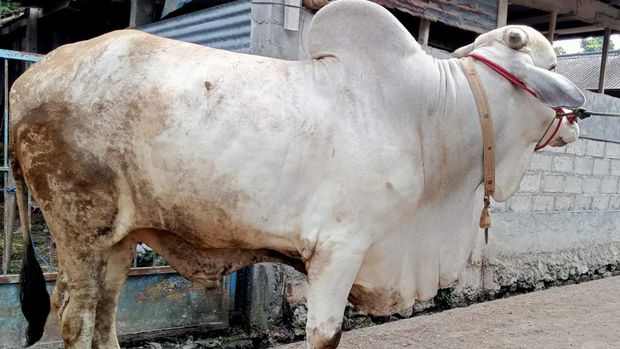 Sapi yang bakal menjadi hewan kurban Presiden Jokowi