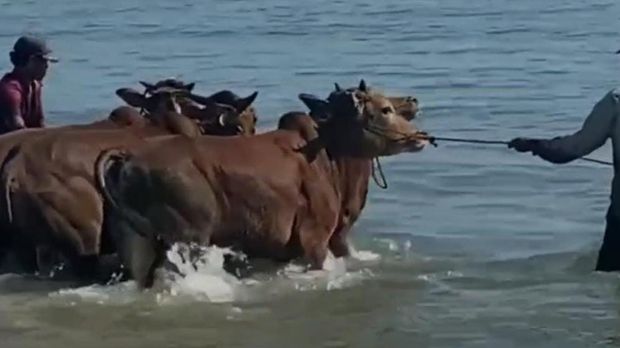 sapi kurban berenang ke kapal