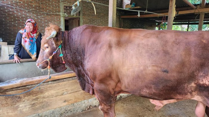 Sapi limosin dibeli Presiden Jokowi di Bone, Sulsel.