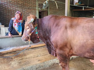 Presiden Jokowi Beli Sapi Limosin Rp 95 Juta untuk Kurban di Bone