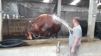 Presiden Jokowi menyumbangkan sapi Limosin seberat 1,042 ton. Sapi tersebut dibeli dari peternak di Ungaran, Jawa Tengah, bernama Sutrisno.Foto: Angling Adhitya Purbaya/detikJateng